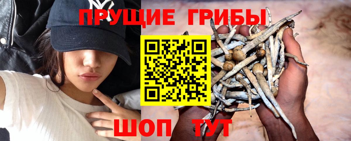 купить  сайты  Вход с VPN  Новошахтинск  Псилоцибиновые грибы MAGIC MUSHROOMS 